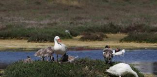 Colmevet plantea como desafío la interacción entre aves silvestres y domésticas Colmevet plantea como desafío la interacción entre aves silvestres y domésticas