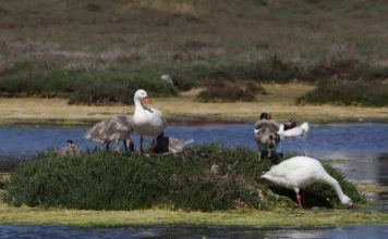 Colmevet plantea como desafío la interacción entre aves silvestres y domésticas