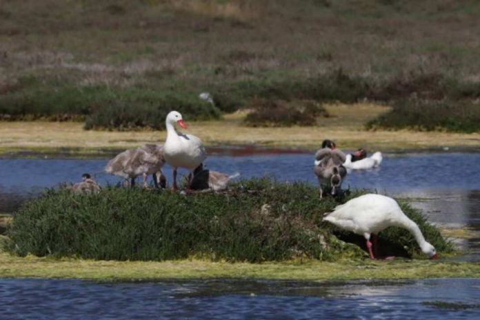 Colmevet plantea como desafío la interacción entre aves silvestres y domésticas Colmevet plantea como desafío la interacción entre aves silvestres y domésticas