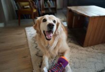 “Pequeños actos de amor. Grandes momentos de la vida”: médicos veterinarios chilenos llaman a reforzar la prevención de parásitos en perros y gatos