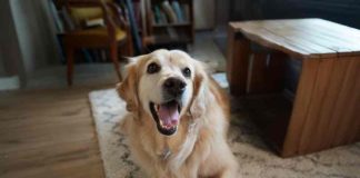 “Pequeños actos de amor. Grandes momentos de la vida”: médicos veterinarios chilenos llaman a reforzar la prevención de parásitos en perros y gatos