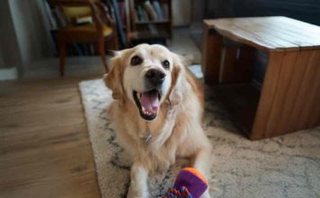 “Pequeños actos de amor. Grandes momentos de la vida”: médicos veterinarios chilenos llaman a reforzar la prevención de parásitos en perros y gatos