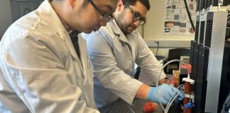 USA | Investigadores desarrollan un modelo de corazón latente impreso en 3D para la práctica quirúrgica USA Investigadores desarrollan un modelo de corazón latente impreso en 3D para la práctica quirúrgica