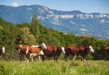 Zoetis adquirirá el negocio de Genómica Animal de Neogen®, Acelerando la Innovación en Salud Animal de Precisión