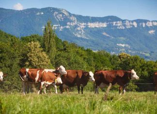 Zoetis adquirirá el negocio de Genómica Animal de Neogen®, Acelerando la Innovación en Salud Animal de Precisión