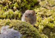 ¿Por qué ha aumentado la letalidad del hantavirus este verano?