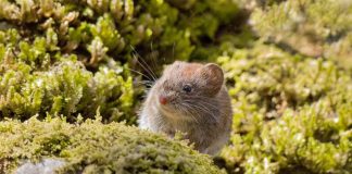 ¿Por qué ha aumentado la letalidad del hantavirus este verano? ¿Por qué ha aumentado la letalidad del hantavirus este verano?