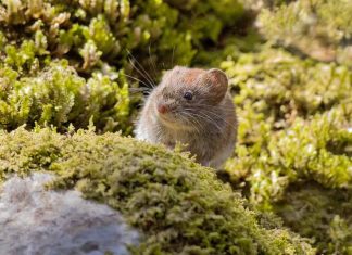¿Por qué ha aumentado la letalidad del hantavirus este verano?