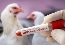 Caso confirmado de influenza aviar en Chile: Epidemióloga explica el riesgo en nuestro país, influenza aviar H5N1