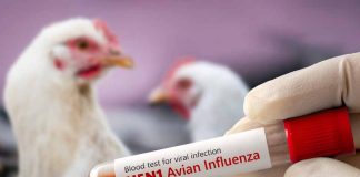 Caso confirmado de influenza aviar en Chile: Epidemióloga explica el riesgo en nuestro país, influenza aviar H5N1