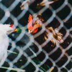 Brote de gripe aviar en Chile: cómo reconocer los síntomas y por qué preocupa su eventual transmisión entre humanos