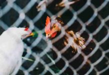 Brote de gripe aviar en Chile: cómo reconocer los síntomas y por qué preocupa su eventual transmisión entre humanos