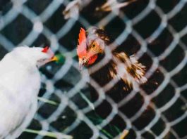 Brote de gripe aviar en Chile: cómo reconocer los síntomas y por qué preocupa su eventual transmisión entre humanos