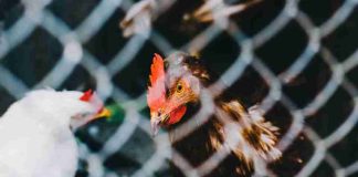 Brote de gripe aviar en Chile: cómo reconocer los síntomas y por qué preocupa su eventual transmisión entre humanos