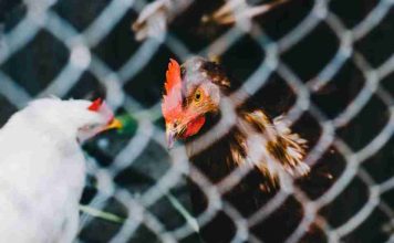 Brote de gripe aviar en Chile: cómo reconocer los síntomas y por qué preocupa su eventual transmisión entre humanos