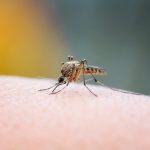 ¿Cómo el cambio climático influye en la aparición de nubes de zancudos?