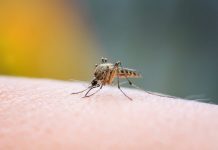 ¿Cómo el cambio climático influye en la aparición de nubes de zancudos?