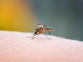 ¿Cómo el cambio climático influye en la aparición de nubes de zancudos?