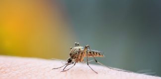 ¿Cómo el cambio climático influye en la aparición de nubes de zancudos?