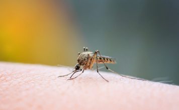 ¿Cómo el cambio climático influye en la aparición de nubes de zancudos?