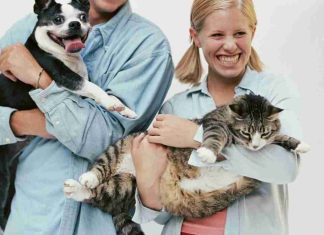 El duelo por mascotas llega al trabajo: empresas avanzan en nuevos permisos laborales