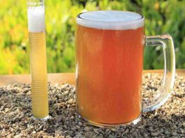 Estudio revela el potencial del bagazo cervecero para la salud intestinal y hepática