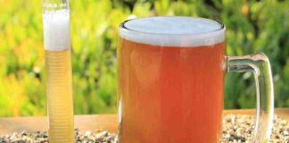 Estudio revela el potencial del bagazo cervecero para la salud intestinal y hepática