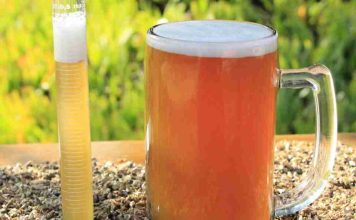 Estudio revela el potencial del bagazo cervecero para la salud intestinal y hepática
