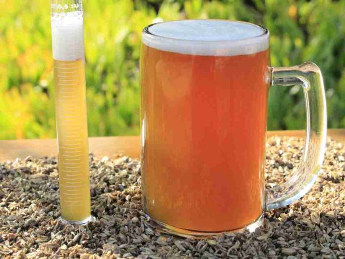 Estudio revela el potencial del bagazo cervecero para la salud intestinal y hepática