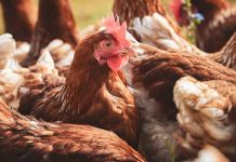Influenza aviar en el Biobío: factores climáticos y migratorios elevan el riesgo de contagio
