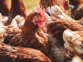 Influenza aviar en el Biobío: factores climáticos y migratorios elevan el riesgo de contagio