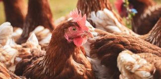 Influenza aviar en el Biobío: factores climáticos y migratorios elevan el riesgo de contagio