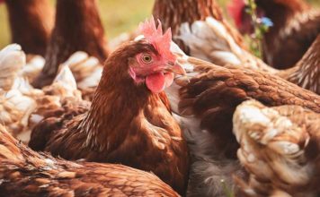 Influenza aviar en el Biobío: factores climáticos y migratorios elevan el riesgo de contagio