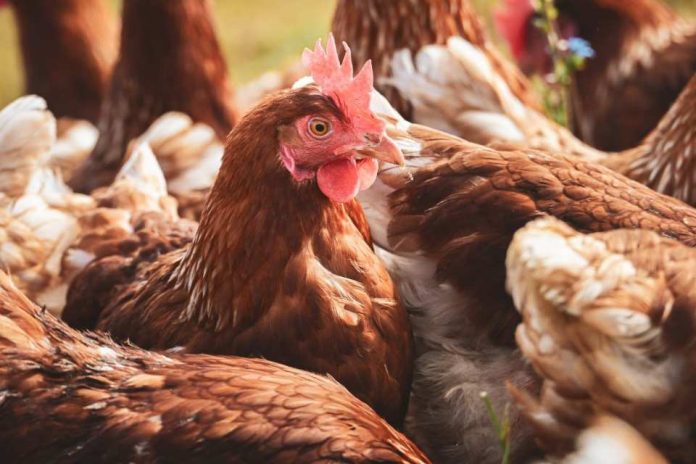 Influenza aviar en el Biobío: factores climáticos y migratorios elevan el riesgo de contagio