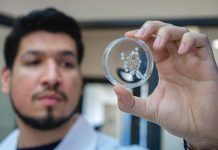 Investigadores crean hidrogel a base de veneno de avispa que cura lesiones de pie diabético Investigadores crean hidrogel a base de veneno de avispa que cura lesiones de pie diabético