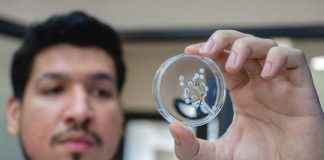 Investigadores crean hidrogel a base de veneno de avispa que cura lesiones de pie diabético