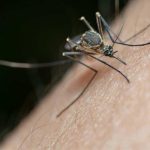 Nubes de zancudos en el Biobío: no es plaga, pero sí una señal de alerta ambiental Nubes de zancudos en el Biobío: no es plaga, pero sí una señal de alerta ambiental