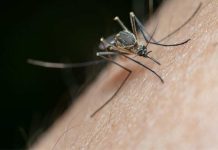 Nubes de zancudos en el Biobío: no es plaga, pero sí una señal de alerta ambiental Nubes de zancudos en el Biobío: no es plaga, pero sí una señal de alerta ambiental