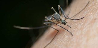 Nubes de zancudos en el Biobío: no es plaga, pero sí una señal de alerta ambiental