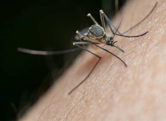 Nubes de zancudos en el Biobío: no es plaga, pero sí una señal de alerta ambiental