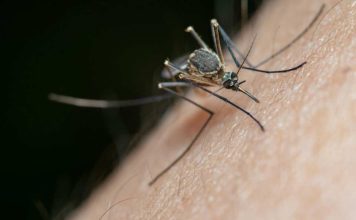 Nubes de zancudos en el Biobío: no es plaga, pero sí una señal de alerta ambiental Nubes de zancudos en el Biobío: no es plaga, pero sí una señal de alerta ambiental