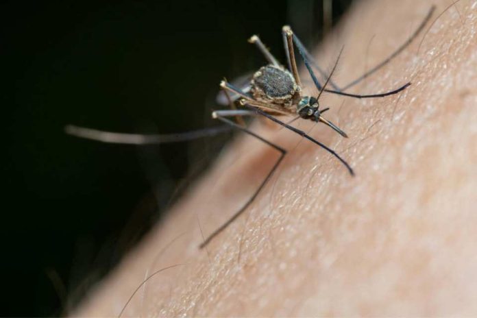 Nubes de zancudos en el Biobío no es plaga, pero sí una señal de alerta ambiental Nubes de zancudos en el Biobío: no es plaga, pero sí una señal de alerta ambiental