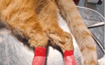 Refuerzan respuesta veterinaria en Biobío y Ñuble tras incendios forestales