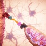 Un ‘GPS celular’ permite dirigir mitocondrias sanas a células dañadas y frenar su degeneración