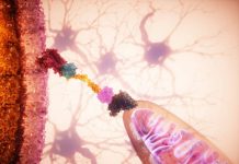 Un ‘GPS celular’ permite dirigir mitocondrias sanas a células dañadas y frenar su degeneración