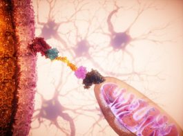 Un ‘GPS celular’ permite dirigir mitocondrias sanas a células dañadas y frenar su degeneración