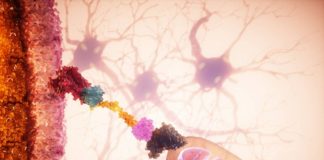 Un ‘GPS celular’ permite dirigir mitocondrias sanas a células dañadas y frenar su degeneración