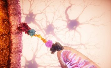 Un ‘GPS celular’ permite dirigir mitocondrias sanas a células dañadas y frenar su degeneración