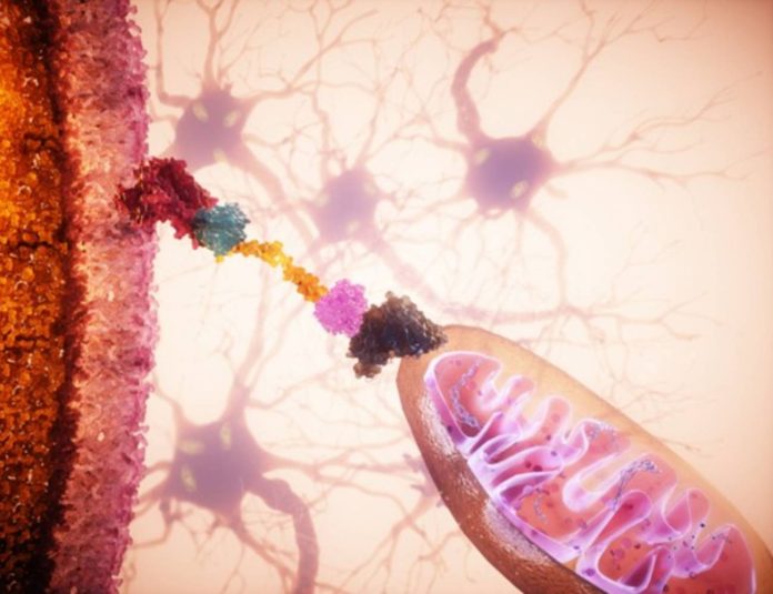 Un ‘GPS celular’ permite dirigir mitocondrias sanas a células dañadas y frenar su degeneración