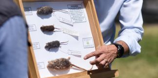 En medio de preocupación por crucero: Minsal informa cifra de casos de hantavirus en Chile en lo que va del año